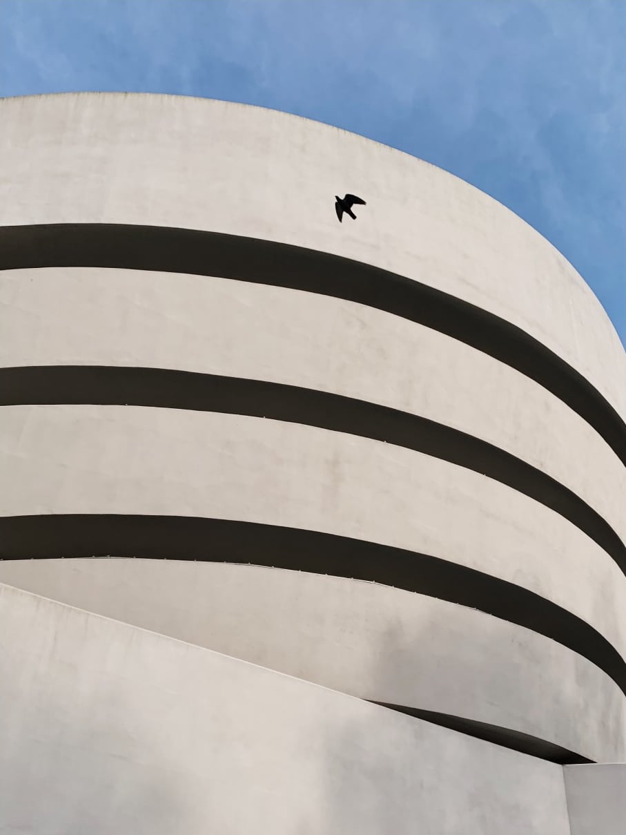 Silhouette of a bird outside the Guggenheim